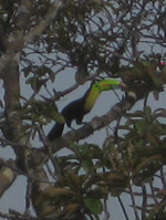 Toucan